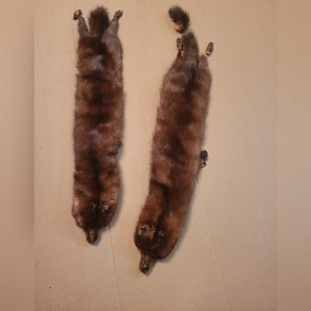 Vintage Real Fur Minks .